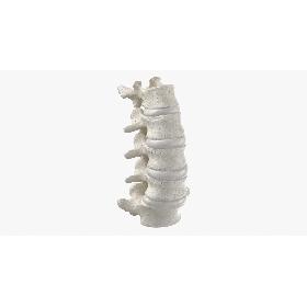 Real Human Lumbar Vertebrae L1 to L5 Bones With Intervertibral Disks 01 White 3D model